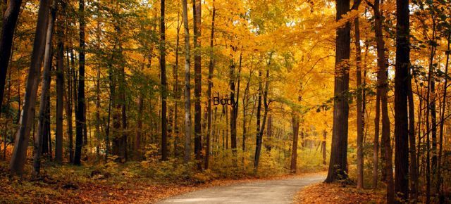 fall-trees NVAW: Walking humbly with others.